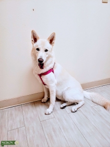 Stunning Mixed Breed Looking for a Mate! Listing Image