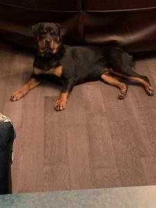 Looking for male to breed with Listing Image