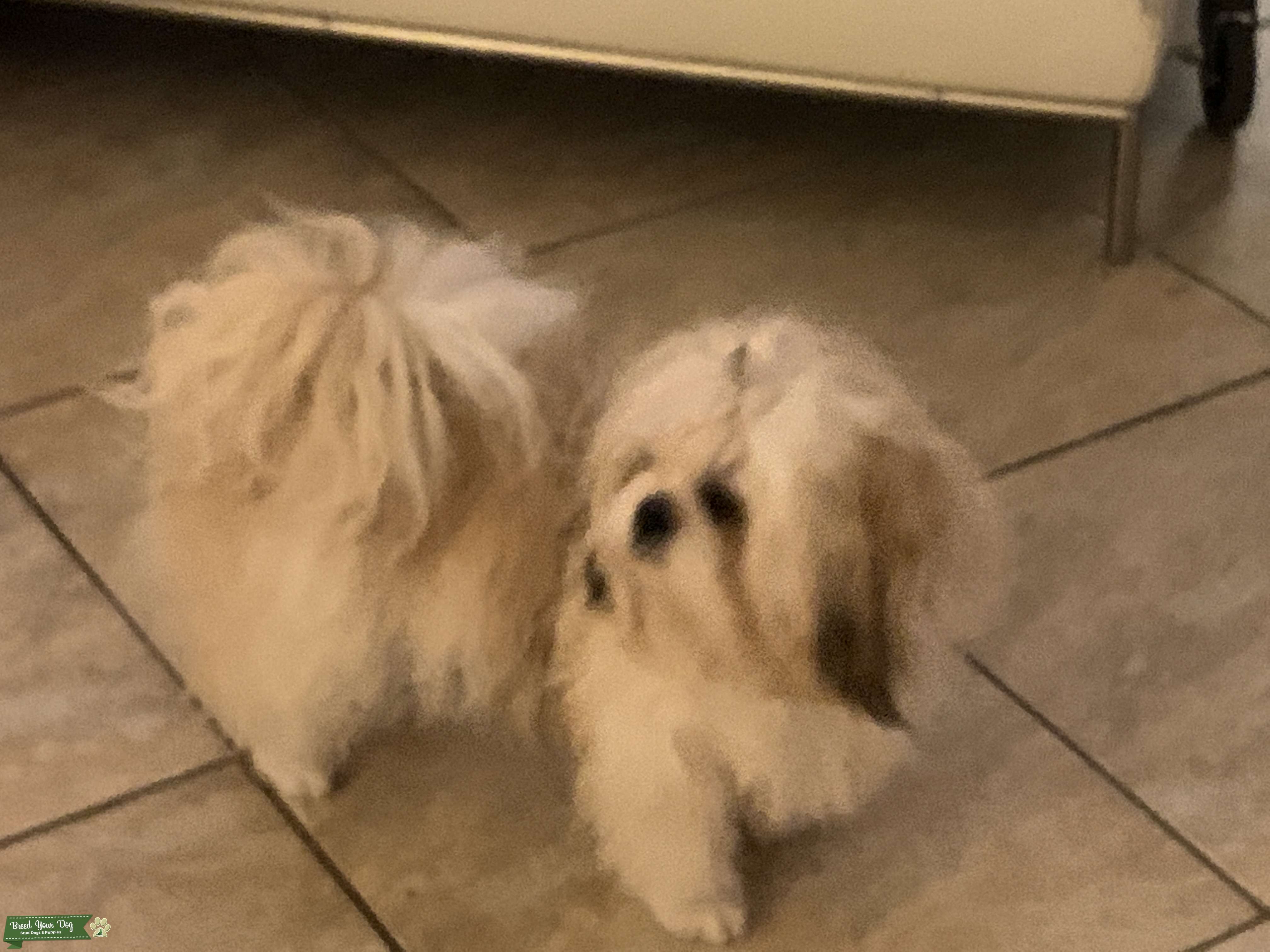 Beautiful and very friendly shih tzu male Stud Dog in Florida, the