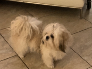 Beautiful and very friendly shih tzu male Listing Image