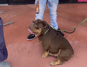 Stud looking for bitch Listing Image