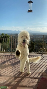 F1 Goldendoodle stud Listing Image