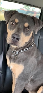 Rotty Pitt Mix Seeking Husky Female Listing Image