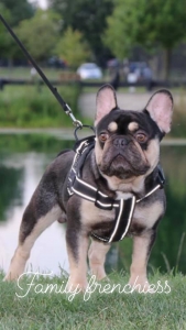French Bulldog Stud Quad Carrier  Listing Image