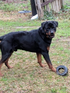 Rottweiler Listing Image