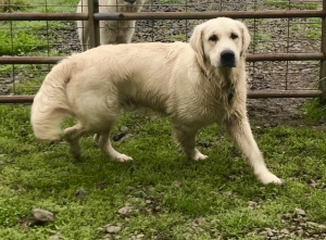 English Cream Golden Retriever Listing Image