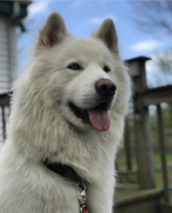 White Akita Stud Seeks Akita or Husky Female Listing Image