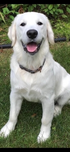 English Cream Golden Retriever Listing Image