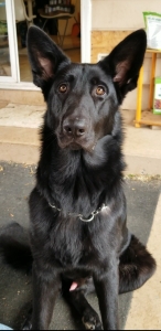 Male Belgian shepard Listing Image