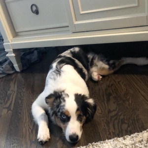 Blue Merle  Listing Image