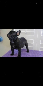 Blue French bulldog stud  Listing Image