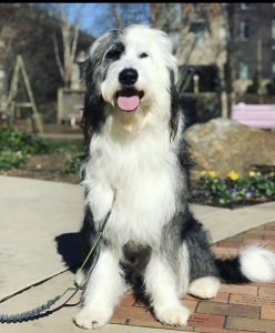 Harry the Sheepadoodle Listing Image