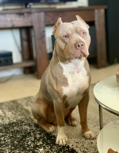Beautiful lilac tri Am Bully AZ Listing Image