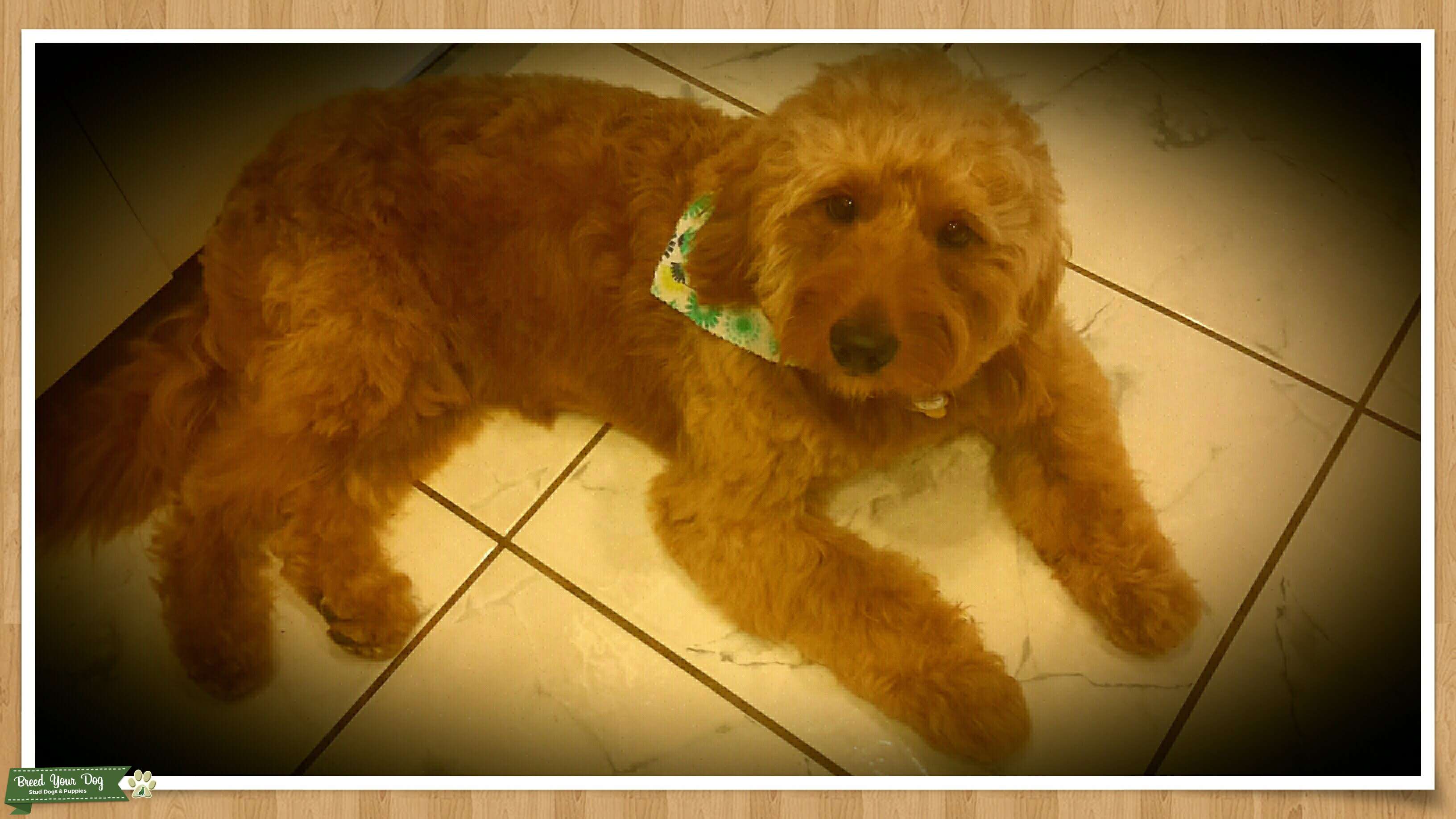 RED F1 MINI GOLDENDOODLE FOR STUD Stud Dog in Plantation, Florida