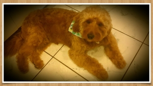 RED F1 MINI GOLDENDOODLE FOR STUD Listing Image