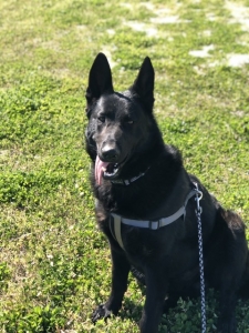 STUD DOG Listing Image