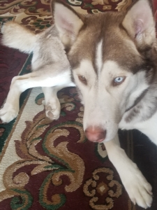 Husky stud looking to breed Listing Image