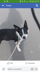 Black And White Collie X Kelpie Stud Dog Devon Breed Your Dog