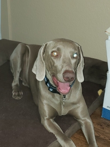 Weimaraner Stud Dogs Available Now Breed Your Dog