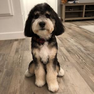 Mini Bernedoodle Stud Listing Image