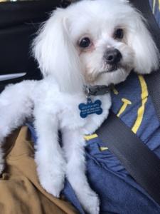 Looking for female to breed Listing Image