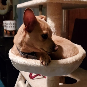 Chiweenie which we call latte is looking to breed! Listing Image