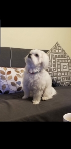 Maltese poodle Listing Image