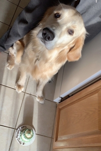 Golden retriever stud Listing Image