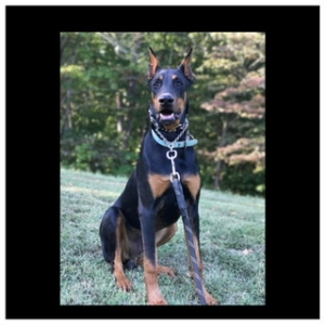 Doberman stud Listing Image