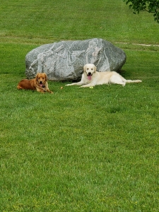 AKC registered Golden retriever Listing Image