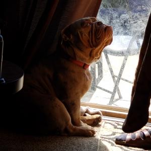 English bulldog tri lilac merle, multiple cartier. Listing Image