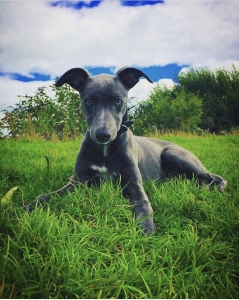 Whippet Listing Image