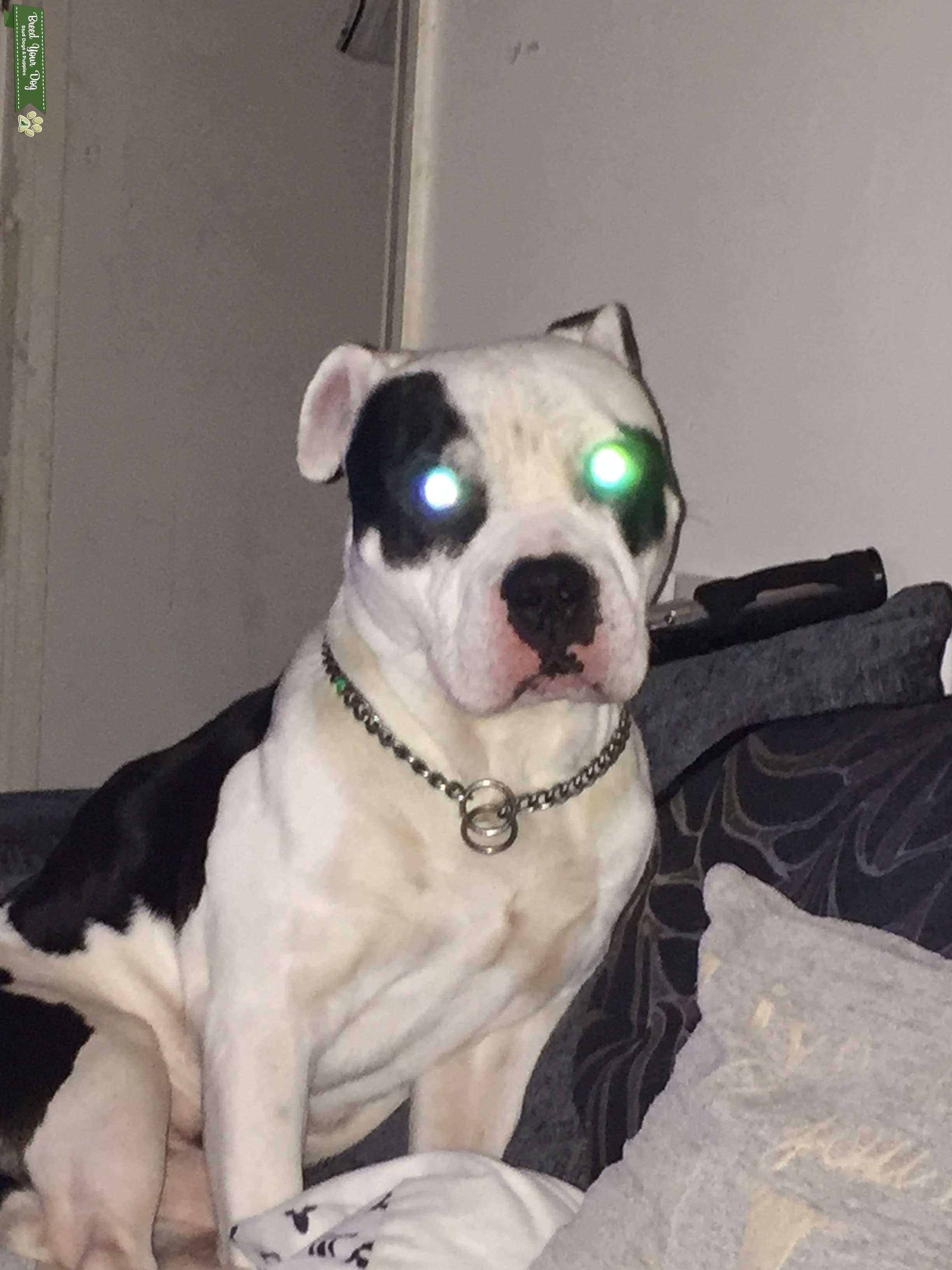 Up for stud Stud Dog Bedfordshire Breed Your Dog