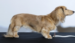 Dachshund Miniature Long Haired Stud Dogs Available Now Breed
