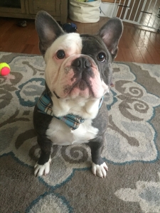 Looking to breed  Listing Image