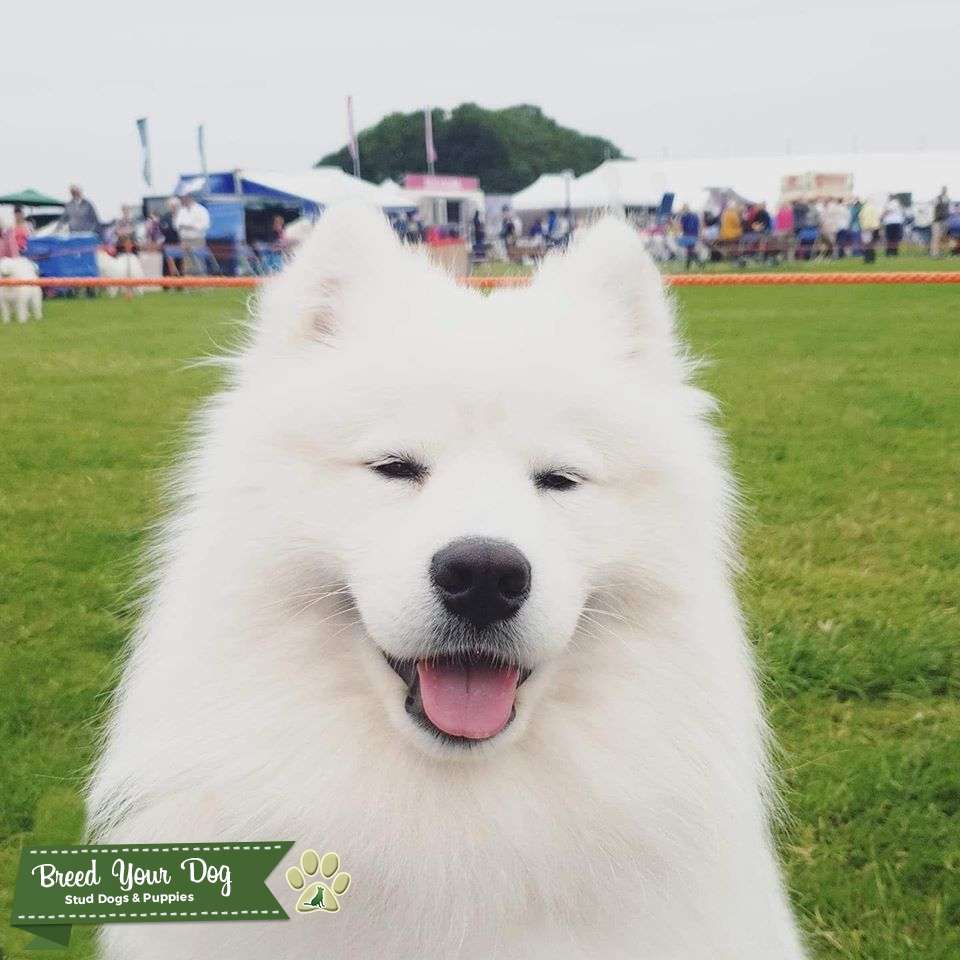 KC Registered Samoyed STUD ONLY Stud Dog in Chester, United States