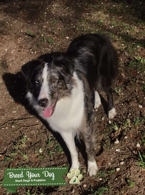 Rough collieAustralian Shepherd mix Stud Dog Florida Breed Your Dog