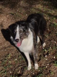 Rough collie-Australian Shepherd mix Listing Image