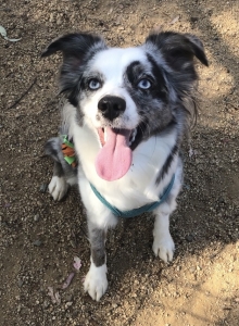 Mini Australian Shepherd Needs Stud Listing Image