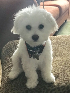 Maltipoo 75 percent Maltese  Listing Image