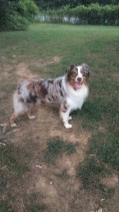 AKC Registered Stud looking for female to breed with! Listing Image