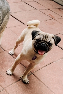 Looking for a black female for my purebred pug Listing Image