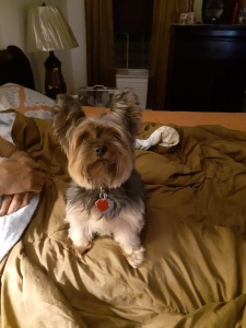 Yorkie Listing Image