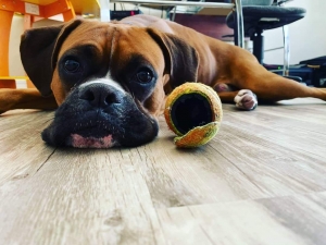 Beautiful & Energetic Pure Fawn Boxer Listing Image