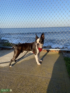 AKC registered, Young, fun, handsome boy Listing Image