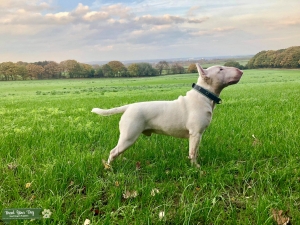 White Miniature Bull Terrier for stud Listing Image