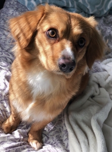 Dachshund mix female  Listing Image