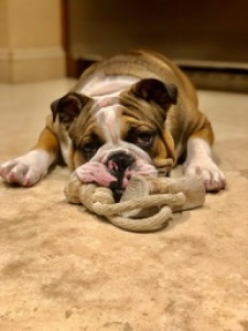 AKC English Bulldog Stud Listing Image
