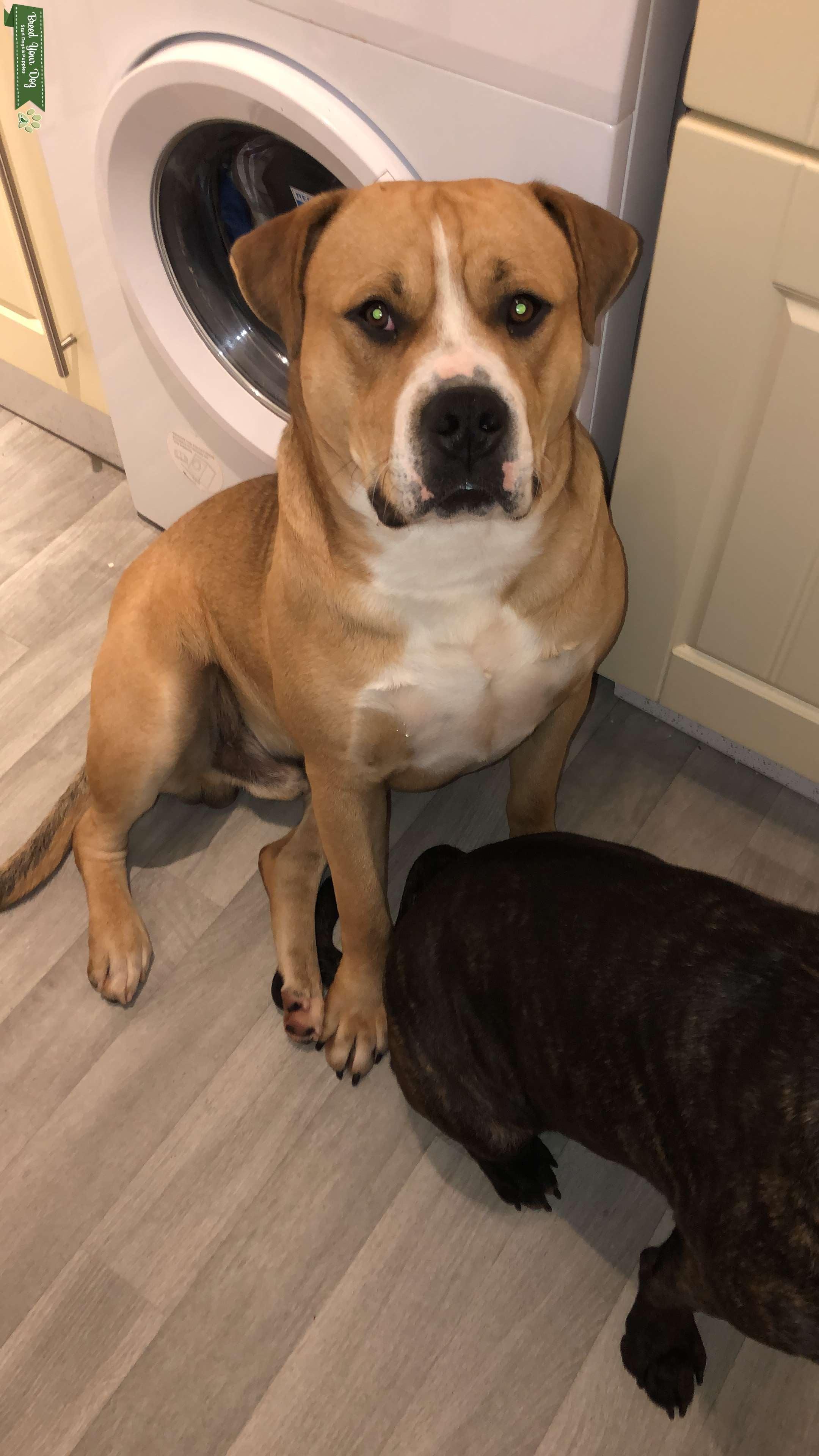 Stud Dog Beautiful male American bulldog for stud