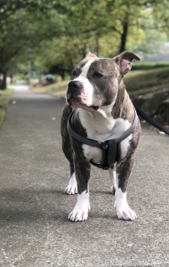 Blue/ Brindle stud for mate  Listing Image